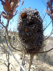 Banksia sceptrum