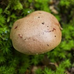 Aureoboletus auriporus