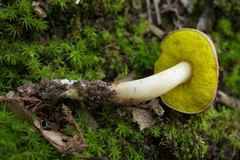 Aureoboletus auriporus