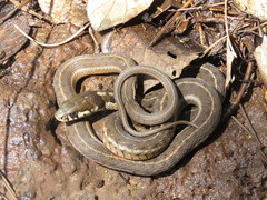 Thamnophis errans