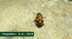 Isozulia christenseni