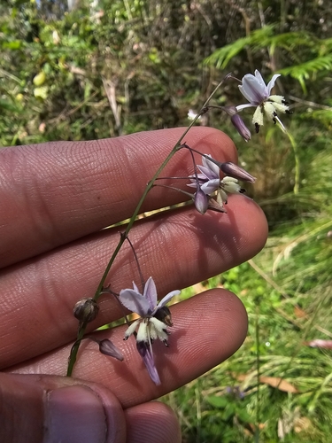 Image of Arthropodium milleflorum by (c) Richard Dimon, some rights reserved (CC BY)