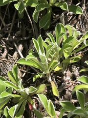 Antennaria marginata