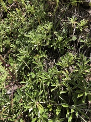 Antennaria marginata