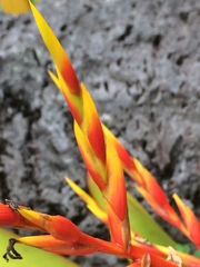 Aechmea blanchetiana