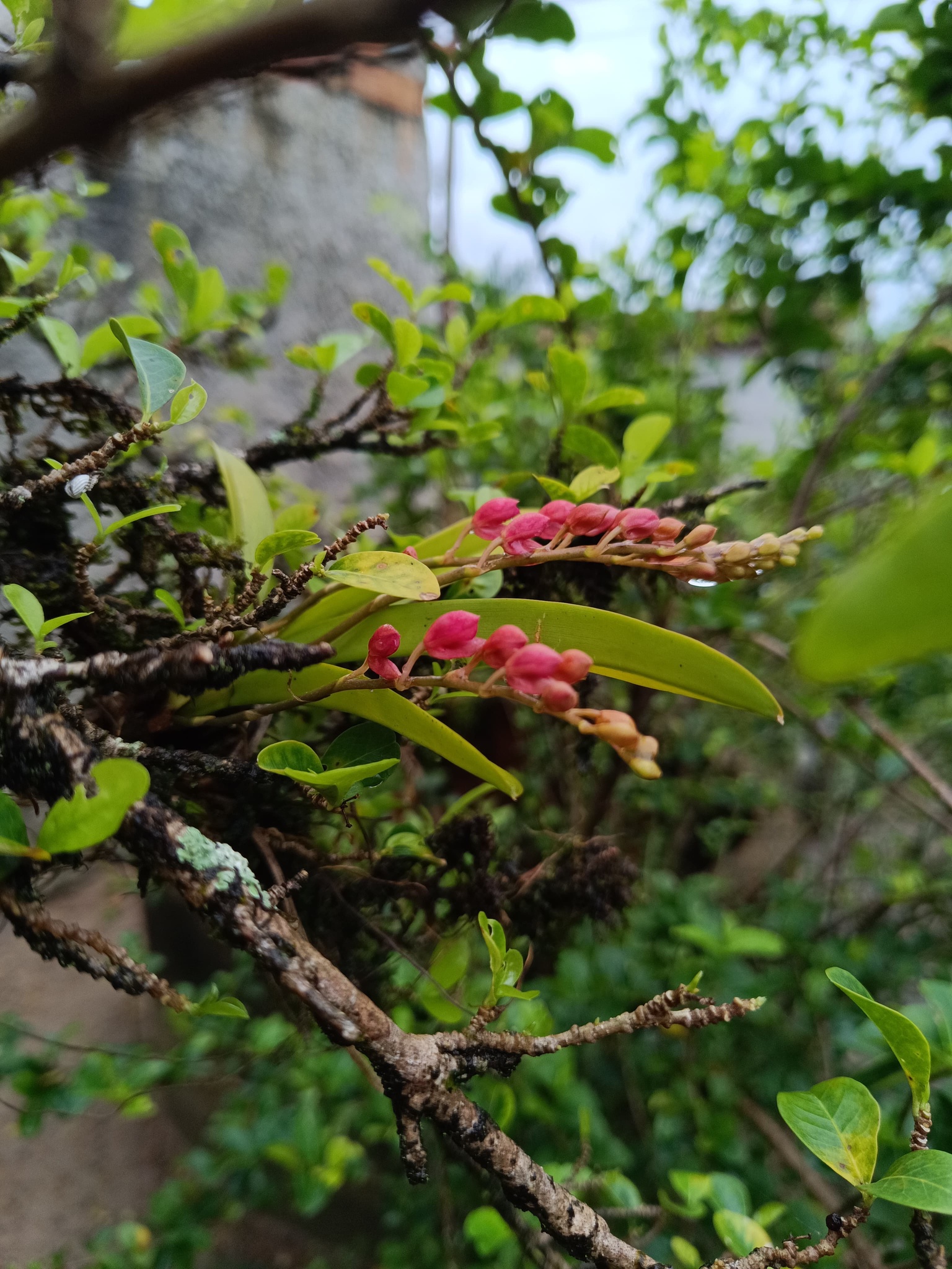 Rodriguezia lanceolata