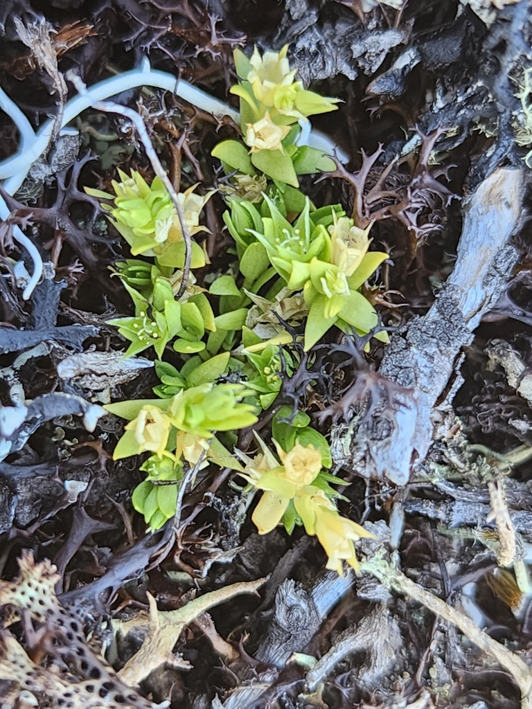 Stellaria multiflora