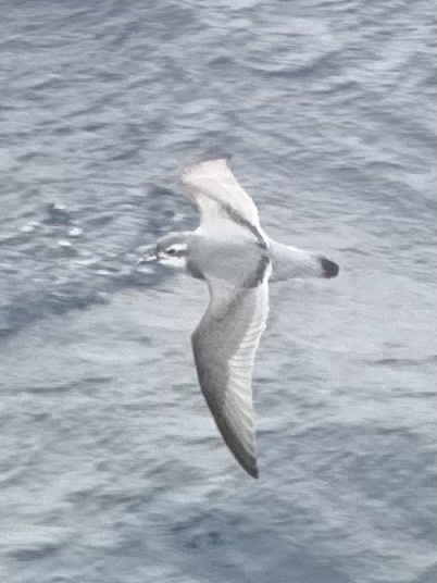 Antarctic Prion (Pachyptila desolata), photo 1