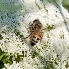 Apis mellifera