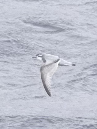 Antarctic Prion (Pachyptila desolata), photo 2