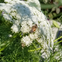 Apis mellifera