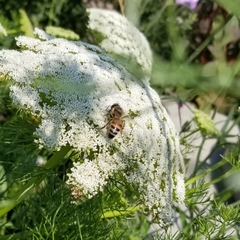 Apis mellifera