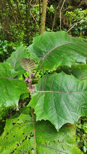 Foto de Naranjilla