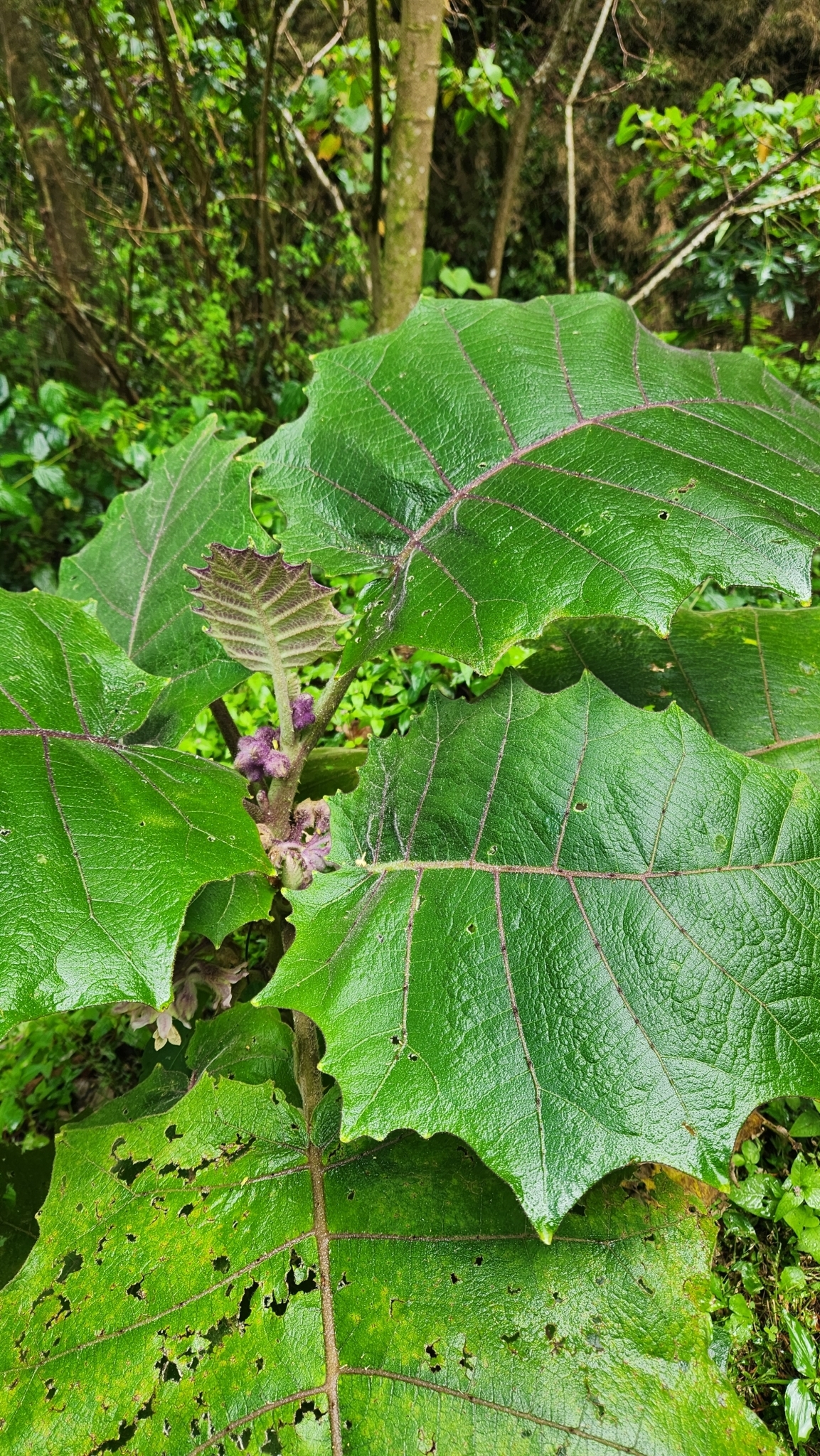 Imagem de Naranjilla
