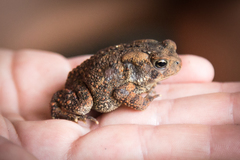Anaxyrus americanus charlesmithi