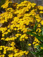 Verticordia chrysantha