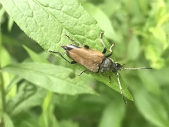 Trigonarthris