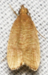 Psilocorsis cryptolechiella