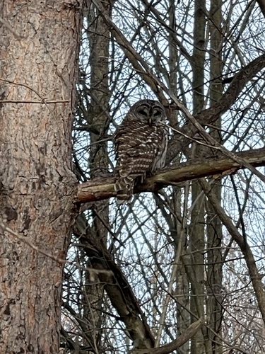 Barred Owl