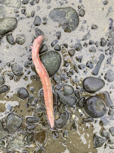 Dwarf wrymouth (Cryptacanthodes aleutensis) — Cryptacanthodidae — 5