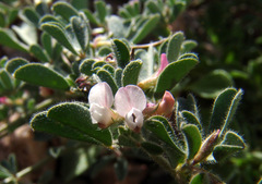 Lotus glinoides