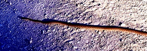Brown Tree Snake sighting