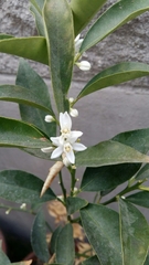 Citrus japonica
