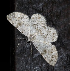 Thallogama corticola