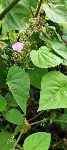 Foto de Fio-de-ovos