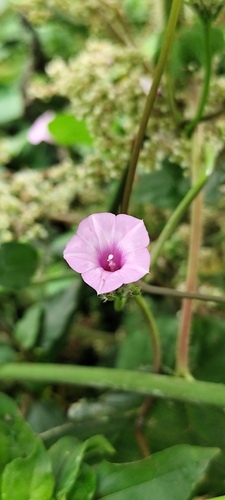 Foto de Fio-de-ovos