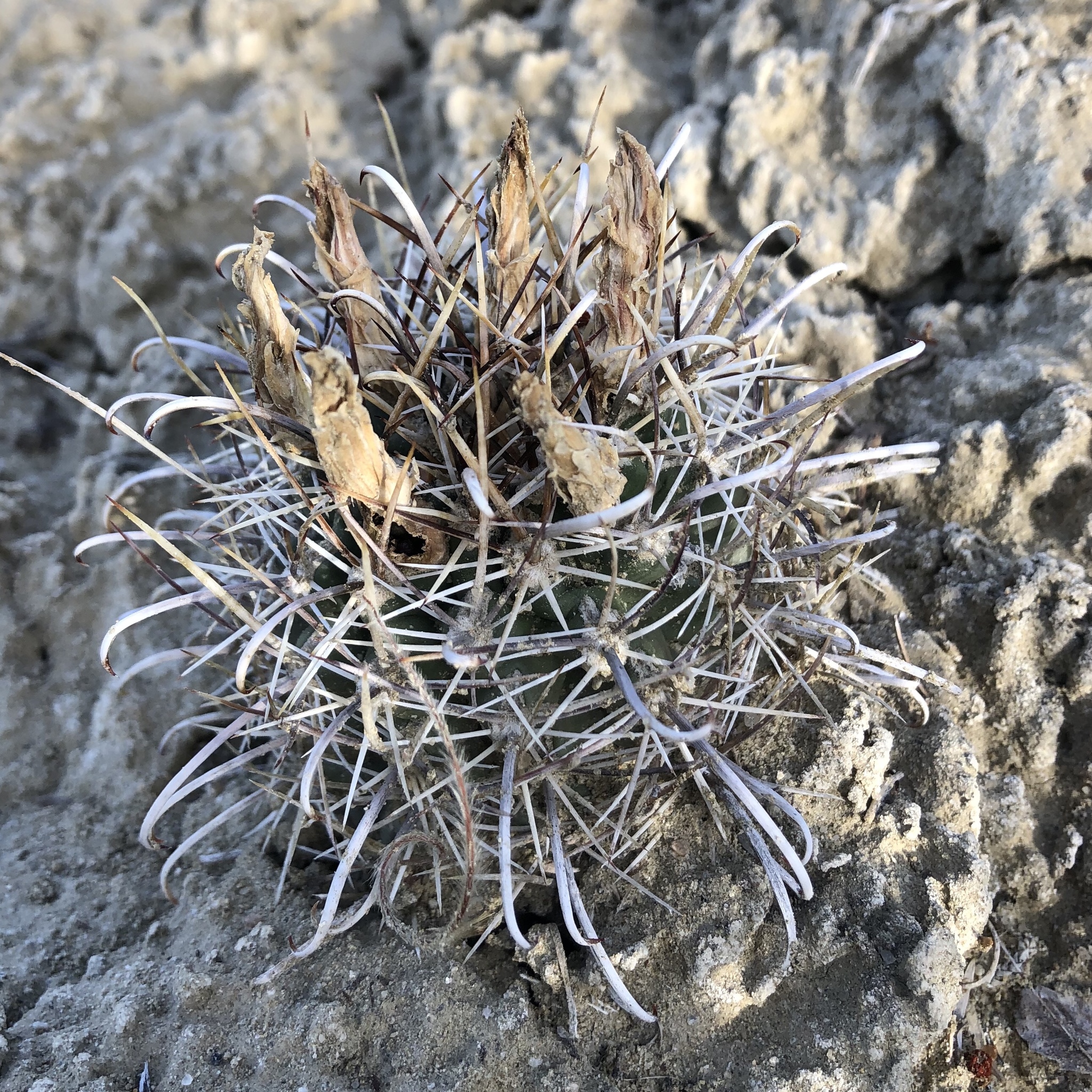 Sclerocactus cloverae ssp. brackii