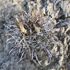 Sclerocactus cloverae brackii