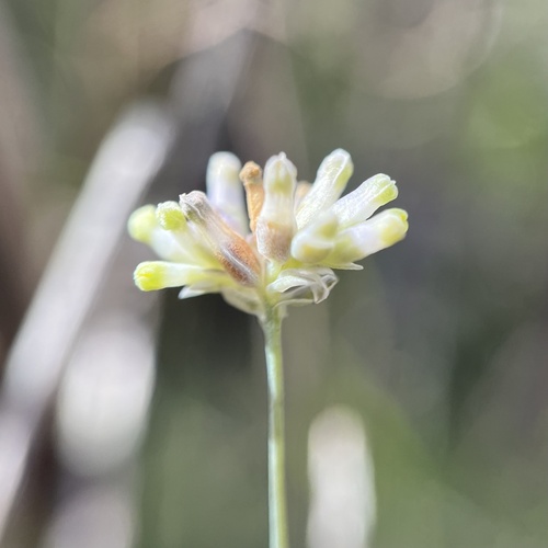 Southern bluethread (Burmannia capitata)