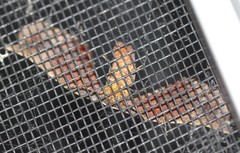 Parepisparis multicolora