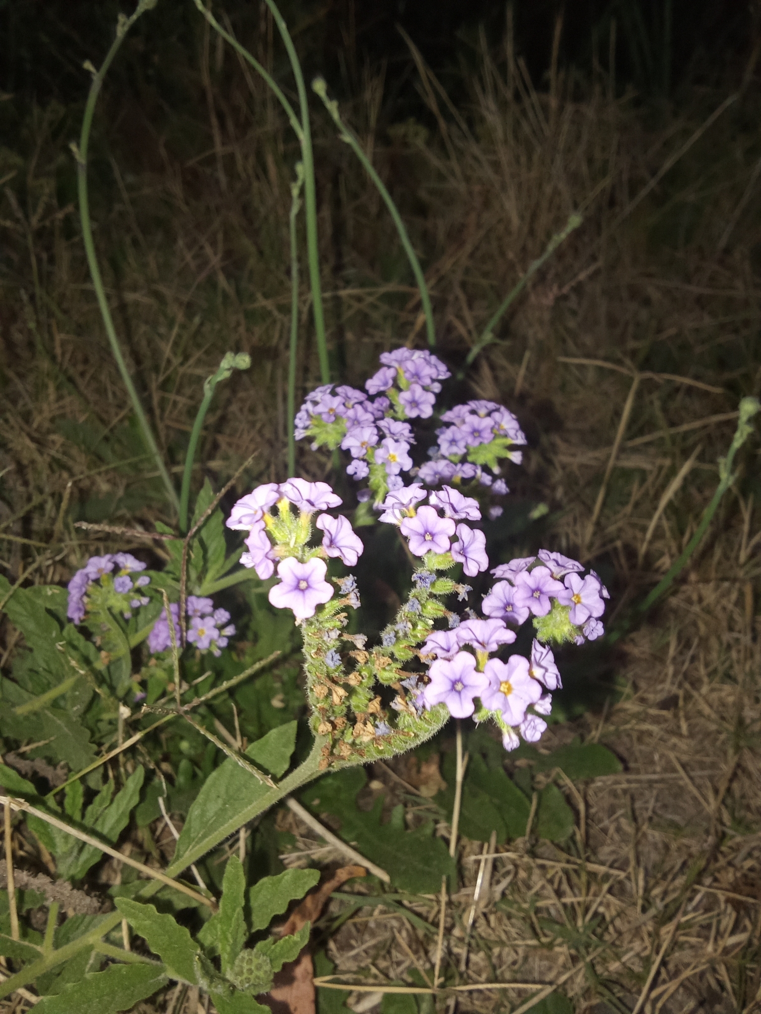 Imagem de Heliotrópio