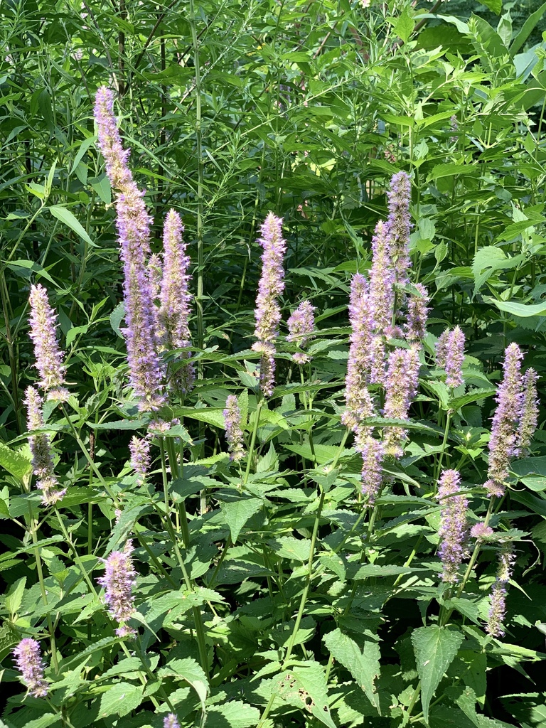 Agastache foeniculum