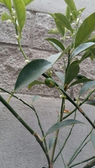 Citrus japonica