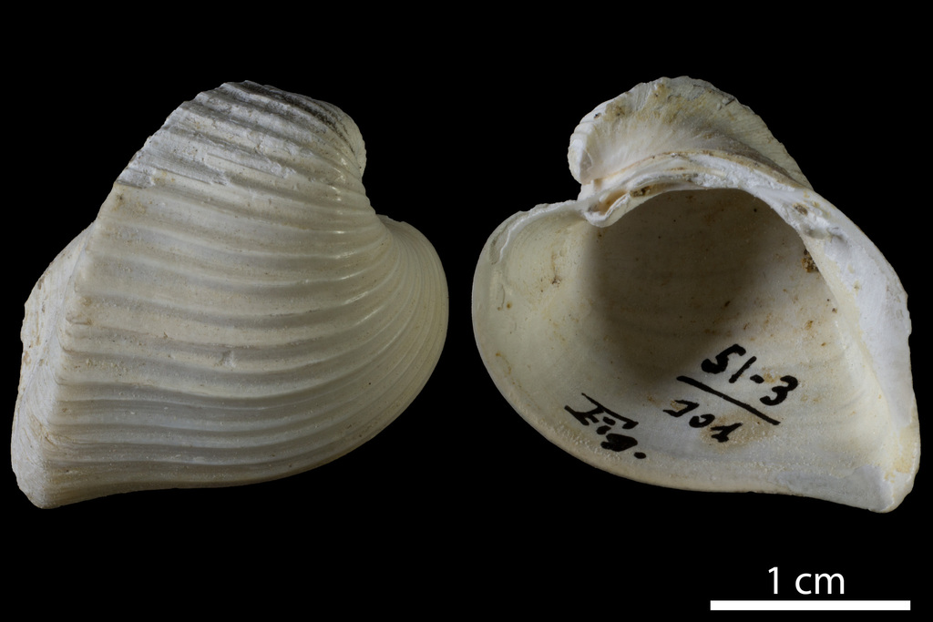 Meiocardia moltkiana