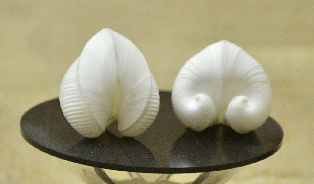 Meiocardia moltkiana