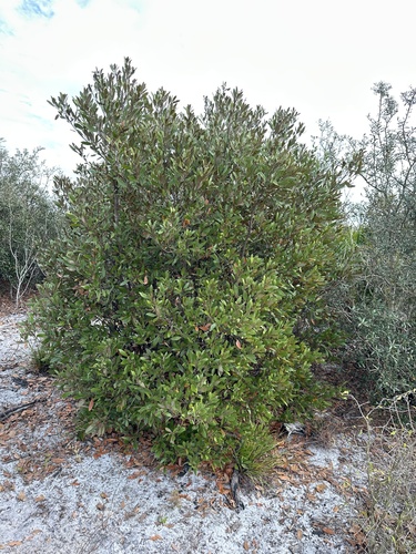 Image of Tamala humilis by (c) Matt Berger, some rights reserved (CC BY)
