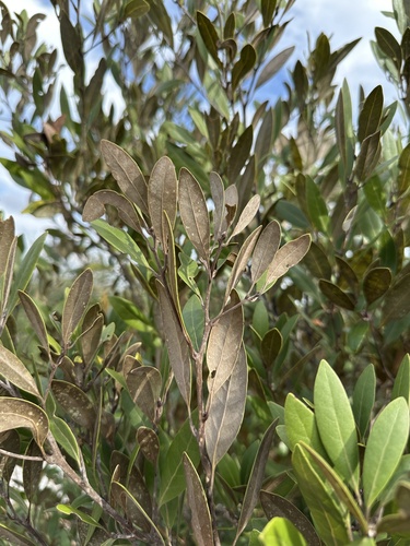 Image of Tamala humilis by (c) Matt Berger, some rights reserved (CC BY)