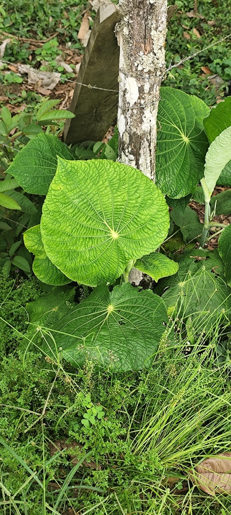 Foto de Capeba