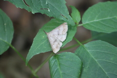 Renia flavipunctalis