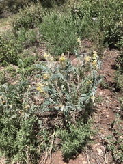Astragalus giganteus