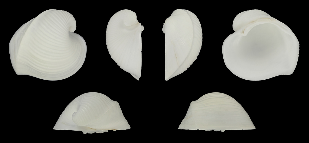 Meiocardia vulgaris