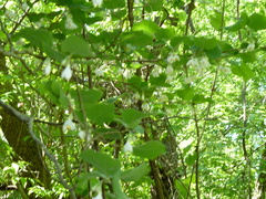 Styrax platanifolius platanifolius