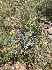 Astragalus giganteus