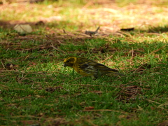 Serinus