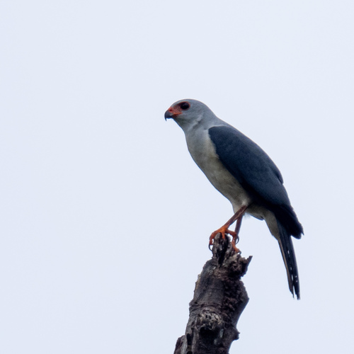 Grey-headed Goshawk (Tachyspiza poliocephala), photo 4