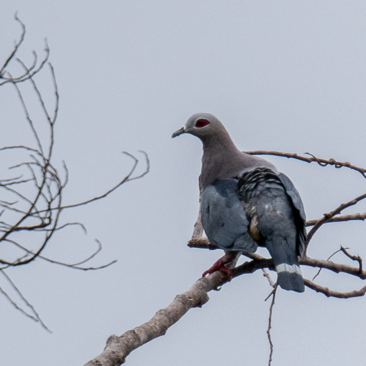 Pinon's Imperial Pigeon (Ducula pinon), photo 3